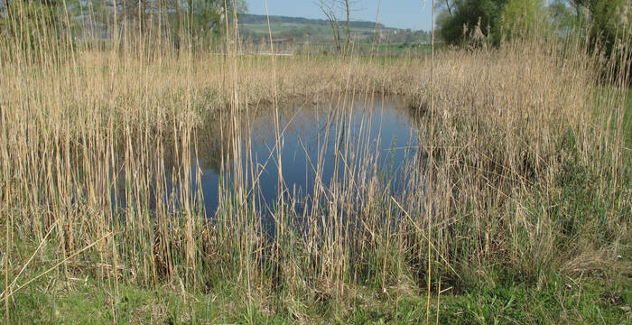 Lehmgrube Opfershofen