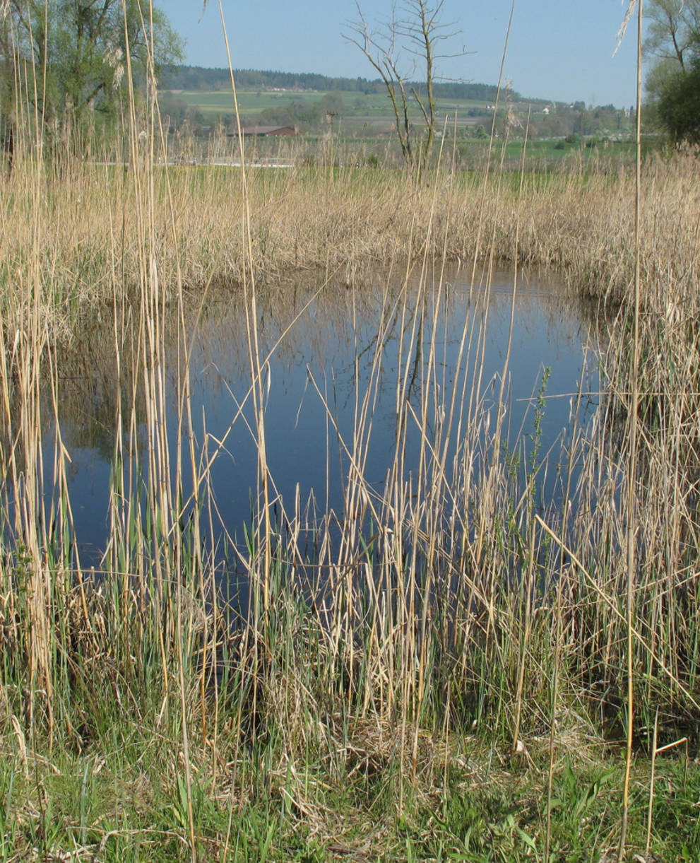 Lehmgrube Opfershofen